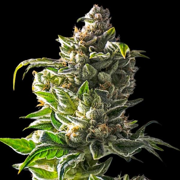 Empire Dragon > Empire Seeds | Feminized Cannabis   |  Sativa